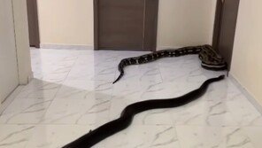 이웃집 아파트 복도에 뱀 푼 태국인…이유는 “개가 짖어서”