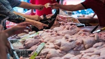 브라질산 닭 수입 중단 한달만에 국내서도 고병원성 AI 확인